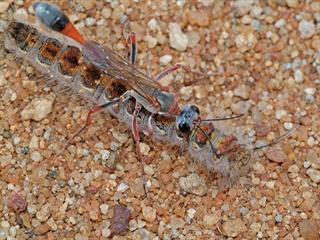 Parasitoids – The ‘good guys’