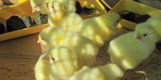 how to become a poultry farmer