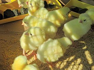 How to become a successful poultry farmer