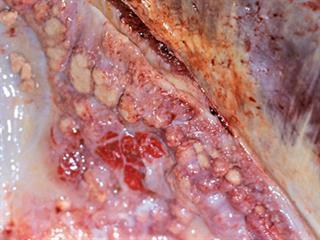 Bovine tuberculosis Bovine tuberculosis
