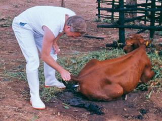 Botulism in livestock