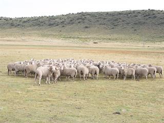 An award-winning Merino sheep enterprise