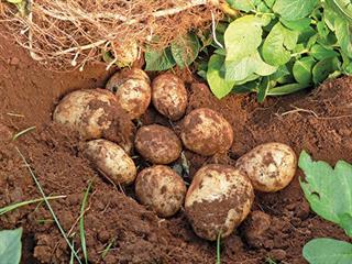 Growing potatoes