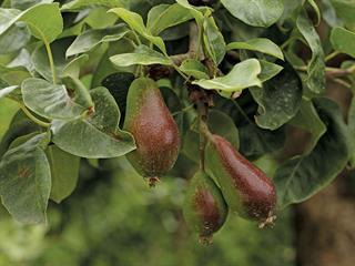Fruit trends: expect the unexpected Fruit trends: expect the unexpected