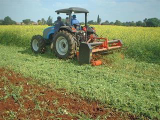 Biofumigation using an eelworm trap crop