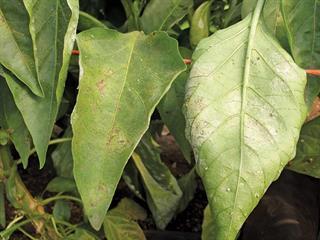 More on controlling powdery mildew in peppers More on controlling powdery mildew in peppers