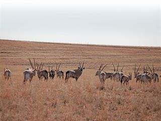 Cattle farmers learn how to farm game