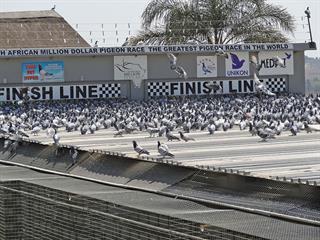 The birds flock in for the big race