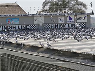 The birds flock in for the big race The birds flock in for the big race