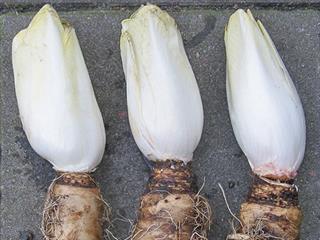All about chicory