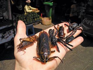 Farming insects Farming insects