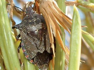 Dealing with sorghum pests