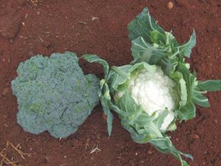 Plan your harvest Plan your harvest