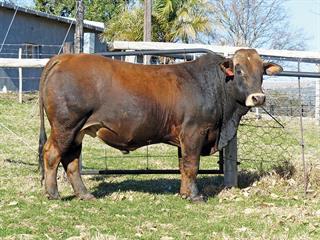 New 4-in-1 beef breed has a bright future New 4-in-1 beef breed has a bright future