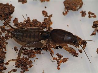 Know your crop pests: The mole cricket Know your crop pests: The mole cricket