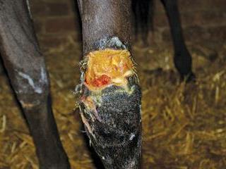 The first 72 hours of a horse’s recovery