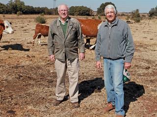 Establishing a beef herd