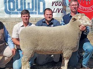 3rd Eeram SA Mutton Merino Sale