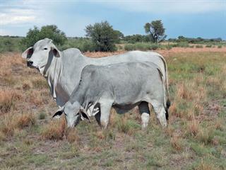 Sale of the Greys Limpopo