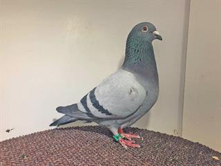 SA Prestige Invitational Pigeon Race update