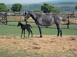 Breeding soundness examination