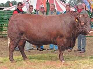 Two new SA records at National Sussex Sale