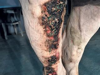 Dealing with summer sores Dealing with summer sores