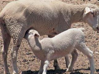 Livestock STD crisis: Northern Cape farmers fight back