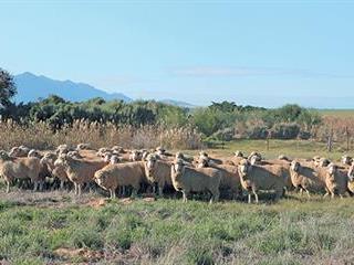 How Dohne Merino & medics can boost wheat income