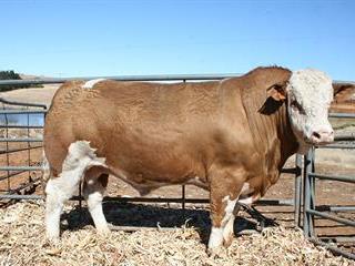 Sky Simmentaler Stud Production Sale