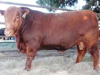 4th Elite Black & Red Angus Sale, KZN Midlands 4th Elite Black & Red Angus Sale, KZN Midlands