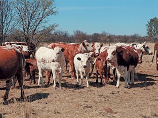 A rare crossbreeding project A rare crossbreeding project
