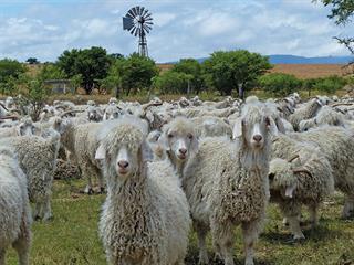 Driving empowerment with Angora goats