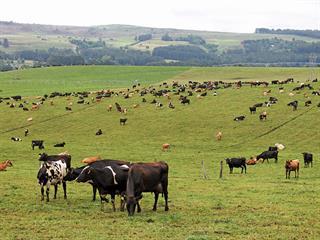 How to get the best from ryegrass pasture
