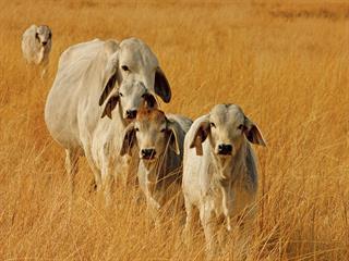 Stock theft in the Free State