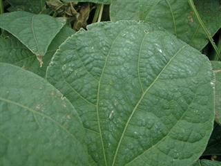Growing in hot and dry conditions – Part 1 Growing in hot and dry conditions – Part 1