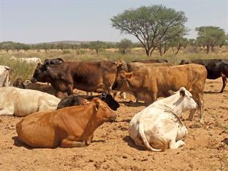 Grazing management  in harmony with nature