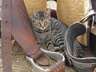 How to get rid of rats in your stables