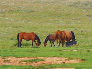 5 reasons your horse refuses to drink water