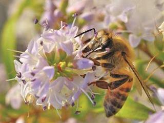 Propolis for aches and pains Propolis for aches and pains