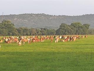 Backgrounding cattle