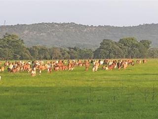 Backgrounding cattle Backgrounding cattle