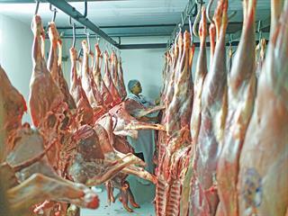 Safe slaughtering Safe slaughtering