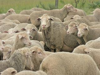 Wauldby Dohne Merinos: on the veld for 68 years!