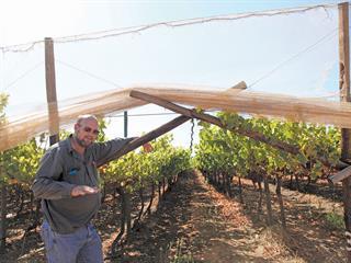 Table grape farmer shares his netting production secrets