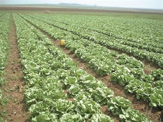 How lettuce production has changed