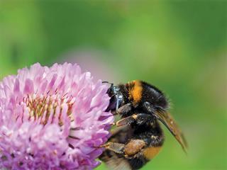 Smallholder farmers should welcome wild bees Smallholder farmers should welcome wild bees