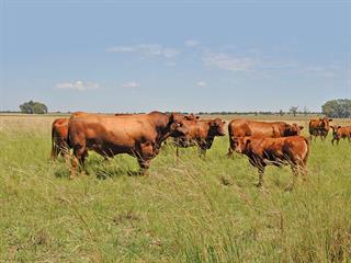 The Vaalharts beef cattle crossbreeding project