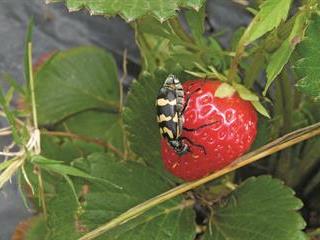 Strawberry trial passes with flying colours Strawberry trial passes with flying colours