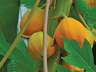 Growing papayas – Part 1